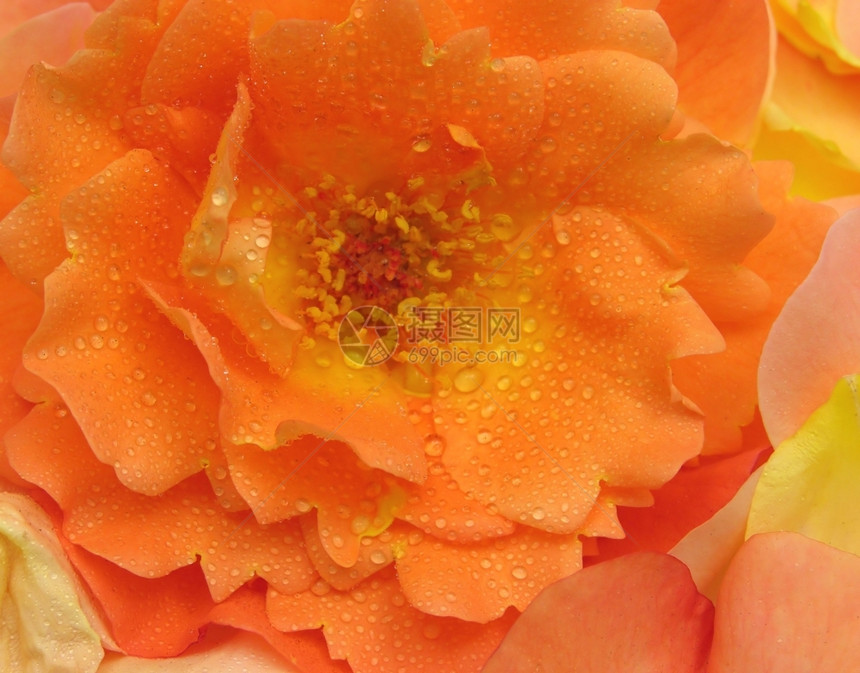 橙玫瑰花上的水滴图片