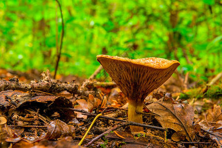 蜜环菌野生蘑菇背景