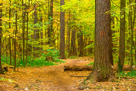 混合森林的美丽秋天风景图片