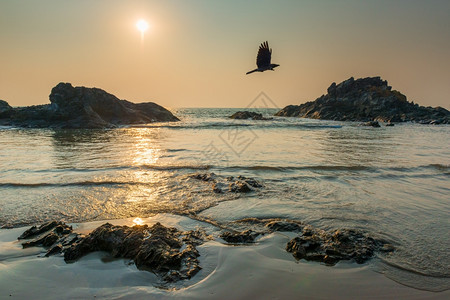 太阳在海面和飞的乌鸦上照耀着太阳图片