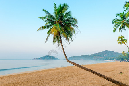 美丽的椰子棕榈和热带海滩图片