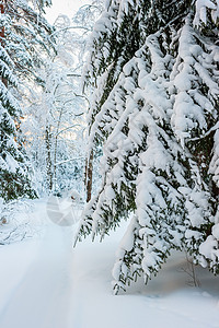 冬季森林图片