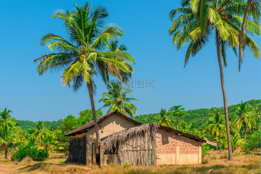 被弃置在热带的一个椰子园中图片