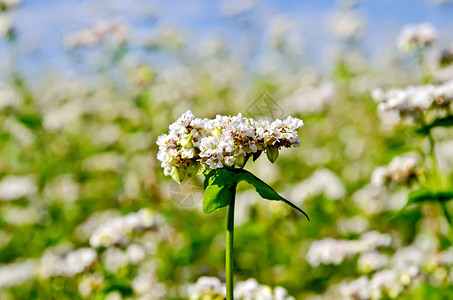 绿叶和蓝天空背景的白花背景图片