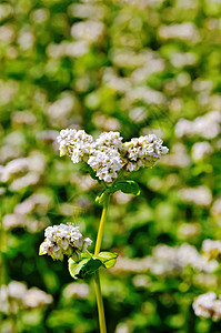 黄麦田绿叶背景上的白麦花图片