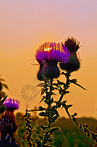 日落时太阳在花瓣中流淌图片