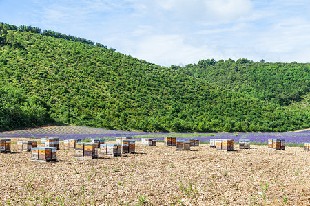 被证明是南弗朗索瓦州蜂蜜专用于熔炼生产图片