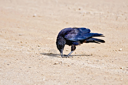站在沙滩上的动物鸟图片