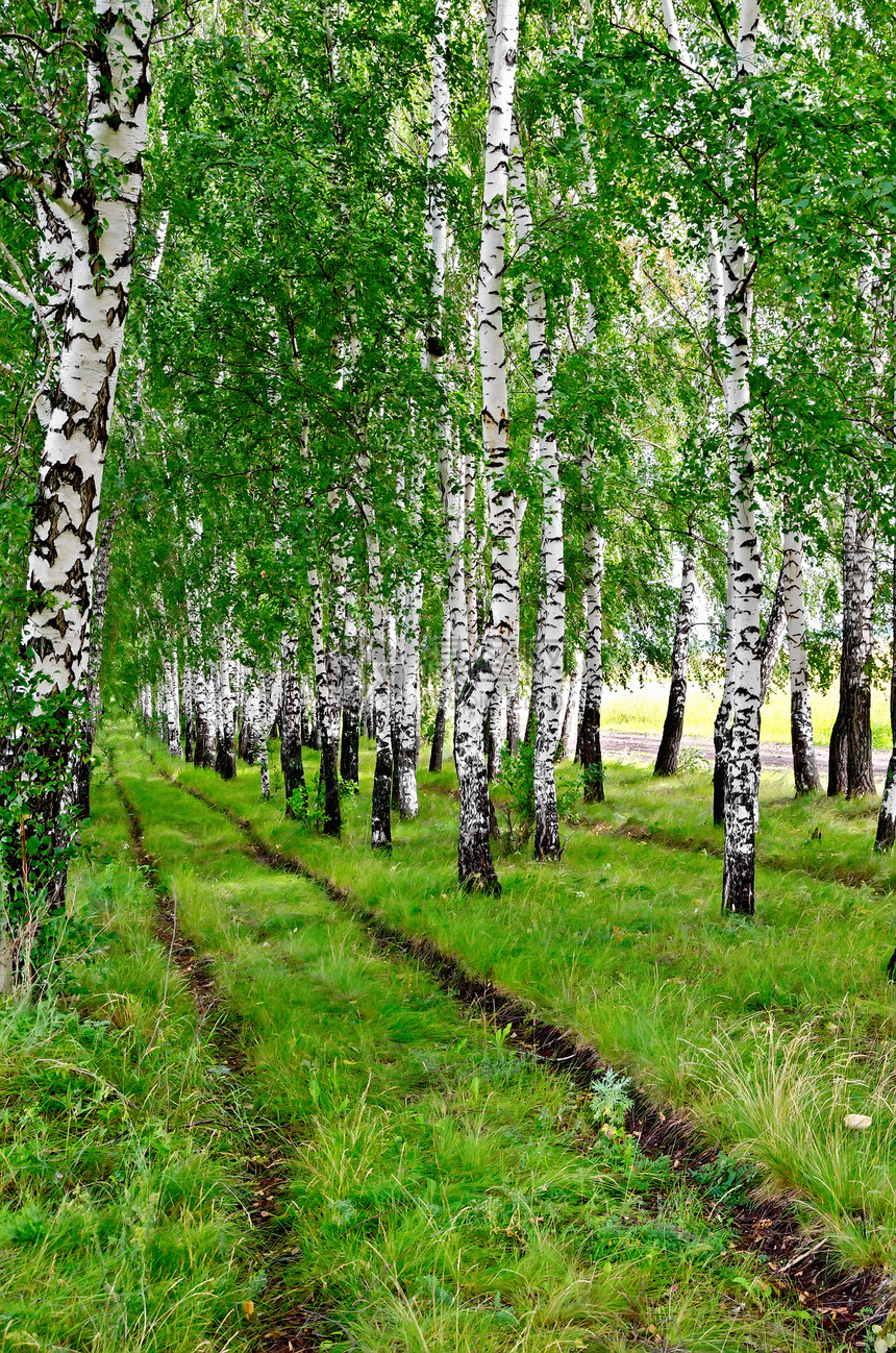 白根树和绿叶之间草丛的地上土路图片