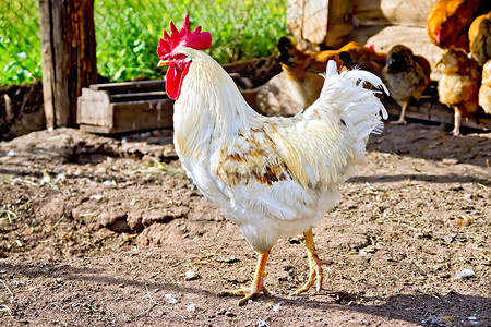 养殖场中的动物鸡图片