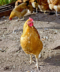 养殖场中的动物鸡背景图片