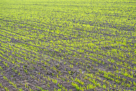 冬季小麦背景图片