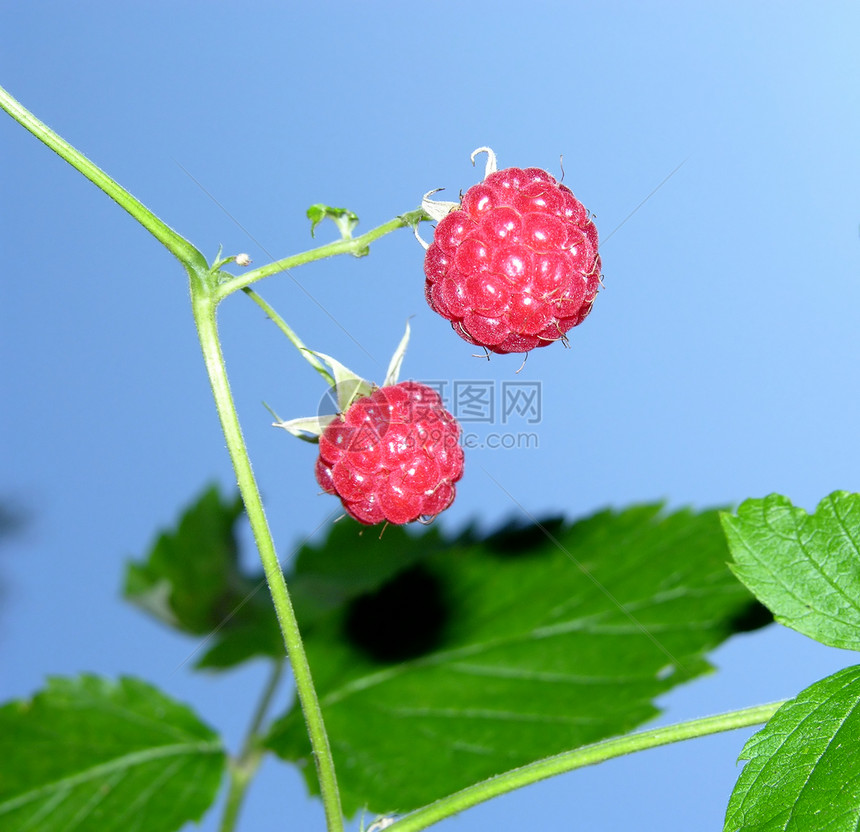 青蓝天空前的成熟草莓图片