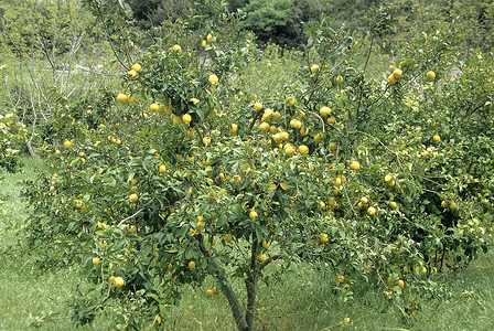 柠檬树和果实背景图片
