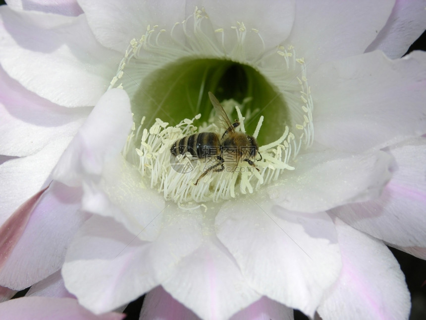 仙人掌开花蜜蜂为食物而图片