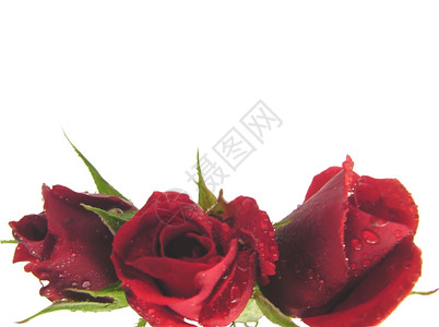 白色背景的三朵红玫瑰图片