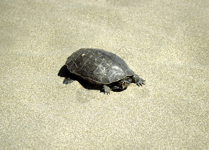 龟板海龟在海滩背景
