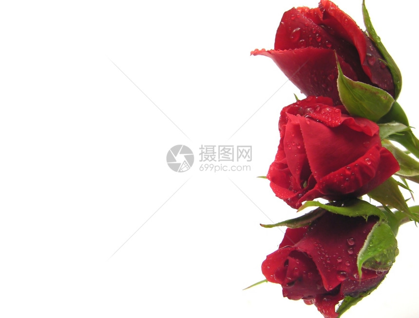 三朵红玫瑰白色背景右侧有水滴图片