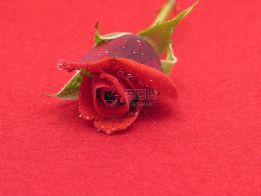 一朵红玫瑰满水滴在红色的触觉上图片