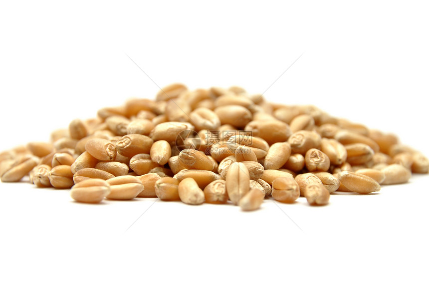 详细但简单的小麦作物图象图片