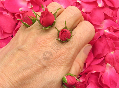 粉红玫瑰花蕾作为瓣上的手指粘膜作为背景图片
