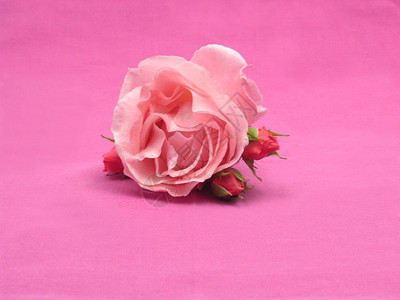 粉红色背景的一朵大玫瑰三小背景图片