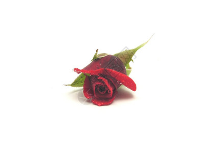 一朵红玫瑰白底水滴图片