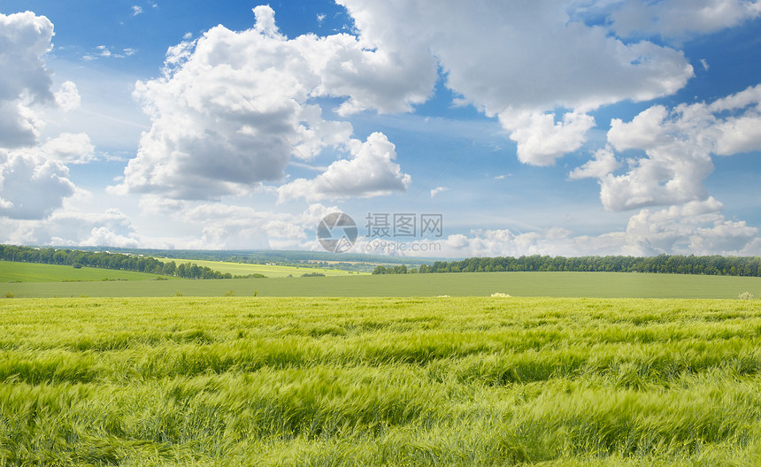 小麦田和蓝天空图片