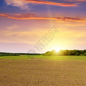 耕田和美丽的夕阳图片