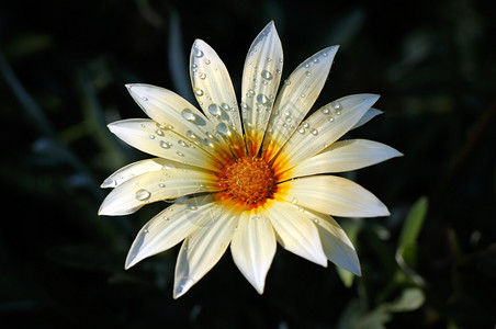 菊花上的水滴图片