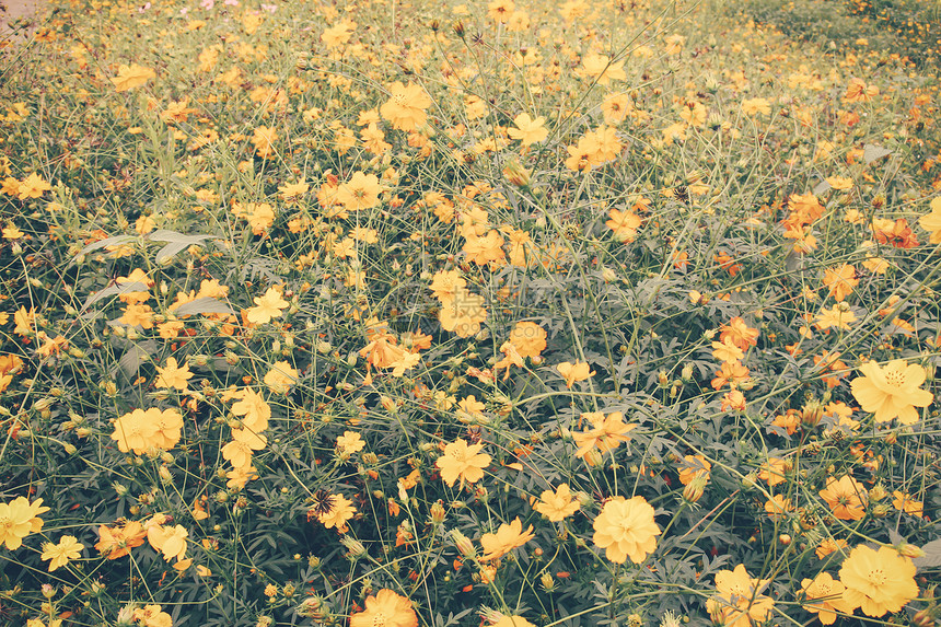带回溯过滤效果的美丽花朵田地景观图片