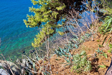 海边的洋植物松树和图片