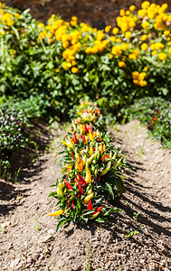 春季蔬菜花园的辣椒热植物图片