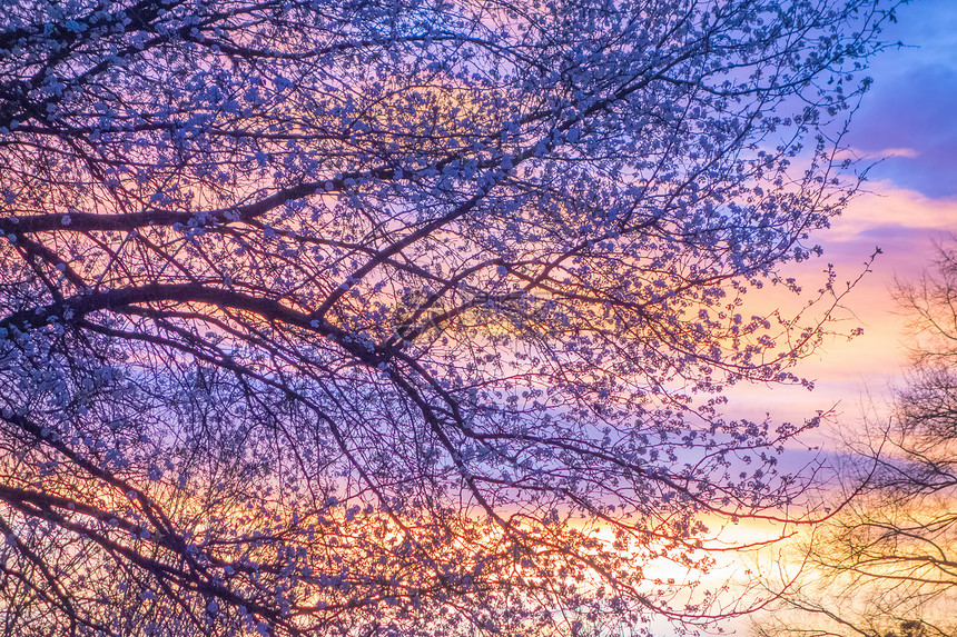 美丽的风景图像春日落时树影图片