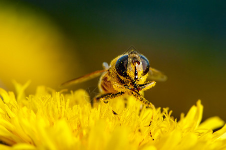 花朵上蜜蜂的宏图片