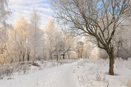 冬季白茫茫的树林图片