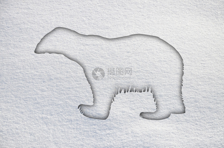 雪中北极熊图片