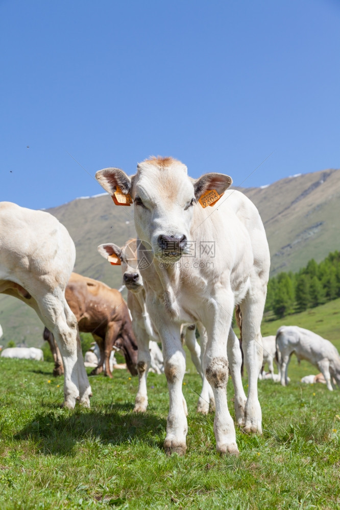 意大利黄麻山的夏季成年奶牛之间免费的幼崽图片