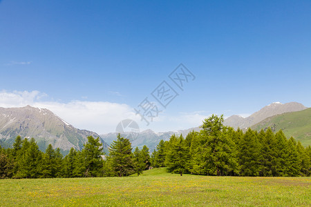 在意大利山高上美丽的景色夏天有森林背景佩德蒙特地区北背景图片