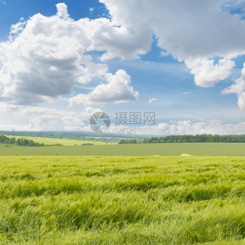 小麦田和多云的天空图片