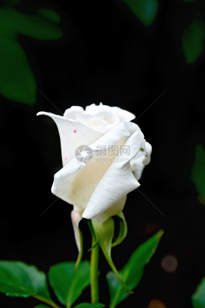 绿叶和棕土背景的白玫瑰图片