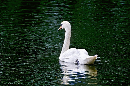 绿水塘背景上的白天鹅图片