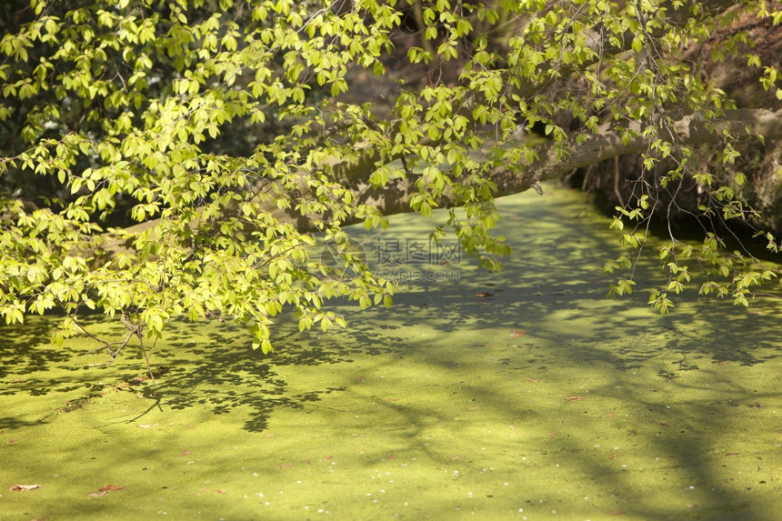 青树叶和春天的芽满是鸭草的沟渠图片
