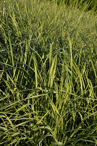 高小麦草agropynelgatum图片