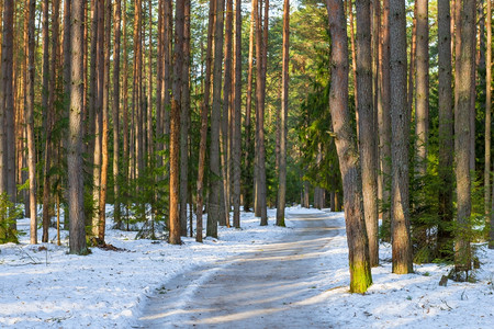 冬季森林草坪被白雪覆盖图片