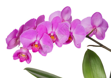 白底紫兰花背景图片