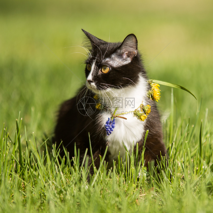 黑猫在绿草坪上玩图片