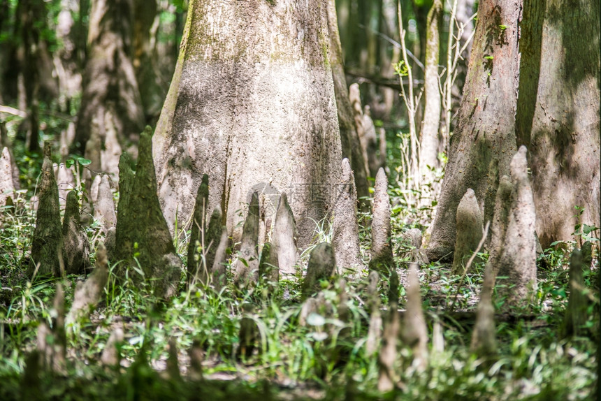 南卡罗莱纳的西压森林和瓜加里公园沼泽图片