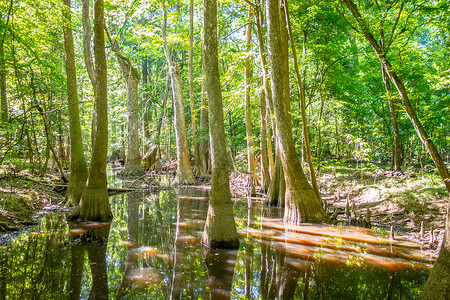 南卡罗莱纳的西压森林和瓜加里公园沼泽高清图片
