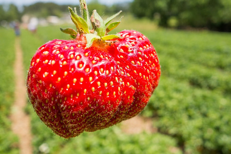 特写镜头草莓种植草莓背景图片